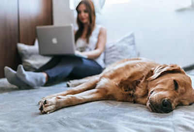 Woman on bed using laptop with a dog asleep next to her
